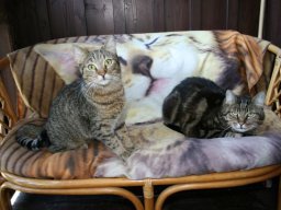 Katerduo_Wiki_und_Ivan