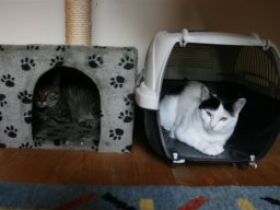 Katern_Tiggi_und_Dali_neu