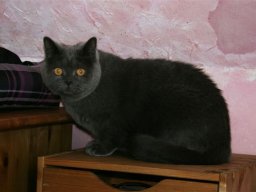 Kathaeuserkater_Leo
