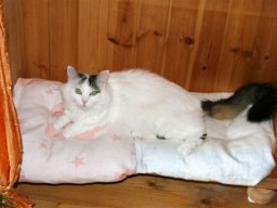 Katze_Daphni