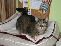 KatzenmÃ¤dchen_Kimi