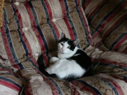 Katzenmaedchen_Daisy