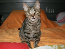 Katzenmaedchen_Malefiz