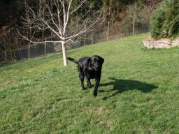 Lab_Ruede_Benji
