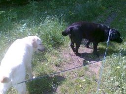 Labi-Duo_Kira_und_Herbie