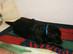 Labrador_RÃ¼de_Crazy