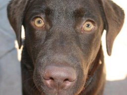 LabradorhÃ¼ndin_Grace