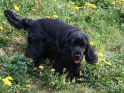liebe_Cocker_Spaniel_HÃ¼ndin_Fanni