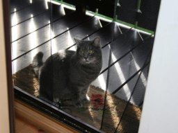 lieber_Kater_Moritz