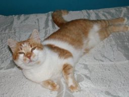 lieber_Kater_Tommy