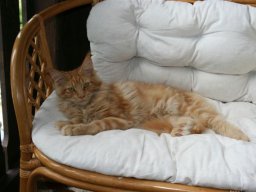 Main_Coon_Kater_Angelo_Ferrari