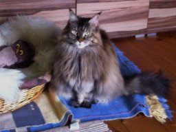 Main_Coon_Pezi