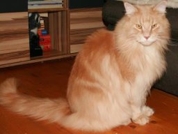 Main_Coon_Puppe