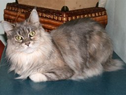 Maine_Coon_Francis