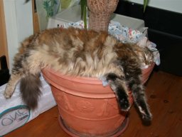 Maine_Coon_Samainekas_Fides