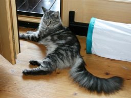 Maine_Coon_Samainekas_Lakshana