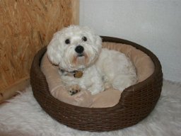 Malteser_Charly