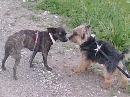 MischlingshÃ¼ndin_Bella_und_Yorki_Rambo