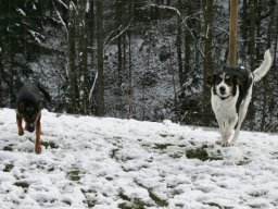 MischlingshÃ¼ndin_Nika_und_MischlingsrÃ¼de_Timmi