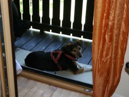 Mischlingshuendin_Phoebe