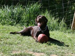 Mischlingsruede_Rocky