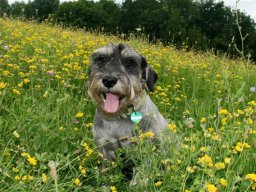 Mittelschnauzerhuendin_Luna