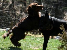 Nero_und_gino_in_Action