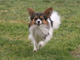 Papillon_RÃ¼de_Baruush
