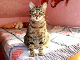 PeziKater