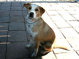 RolfiBeaglemischling