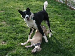 Ronja_und_Chiron