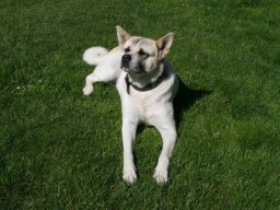 ruhiges_Akita-MÃ¤dchen_Alina