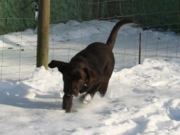SÃ¼ÃŸer_Jungspunt_Labrador_RÃ¼de_Carlos