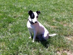 sÃ¼ÃŸes_Jack_Russel_HÃ¼ndin_Lilly