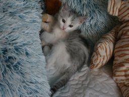 sÃ¼ÃŸes_Katzenbaby_Mini