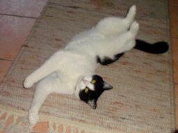 SÃ¼sser_Schmusetiger_-_EKH_Kater_Romeo