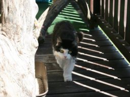 Seniorkater_Felix