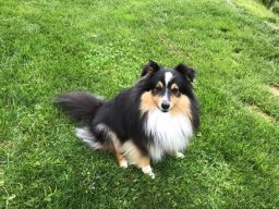 Sheltimaedchen Ilvy