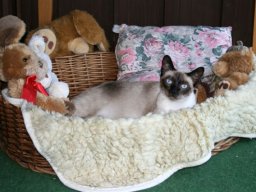 Siamkater_Maxi
