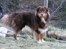 Sitka
