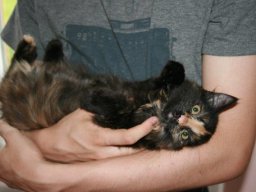 so_lieb_-_Babykatze_Lilli