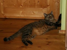 soo_lieber_Kater_Stinki