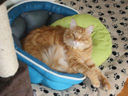 sooo_sÃ¼ÃŸ_-_Kater_Felix