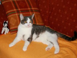 Spitzbube_Jungkater_Tommy