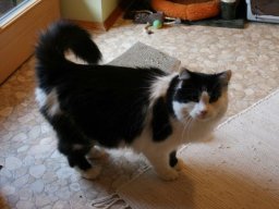 stattlicher Kater Leo