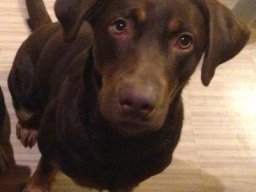 Suesse_LabradorhÃ¼ndin_Mira