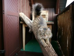 suesse Puppe - MC Katzenmaedchen Fanni