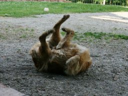 Tasso