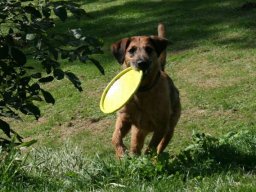 Terrier_Mischlingshuendin_Rapunzel