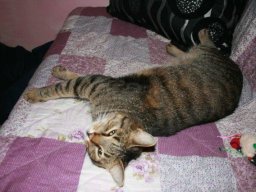 Timon